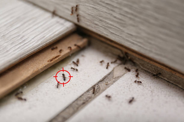 Best Pest Prevention Services  in Castle Rock, WA