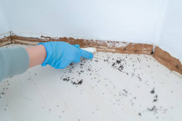 Bird Control in Castle Rock, WA